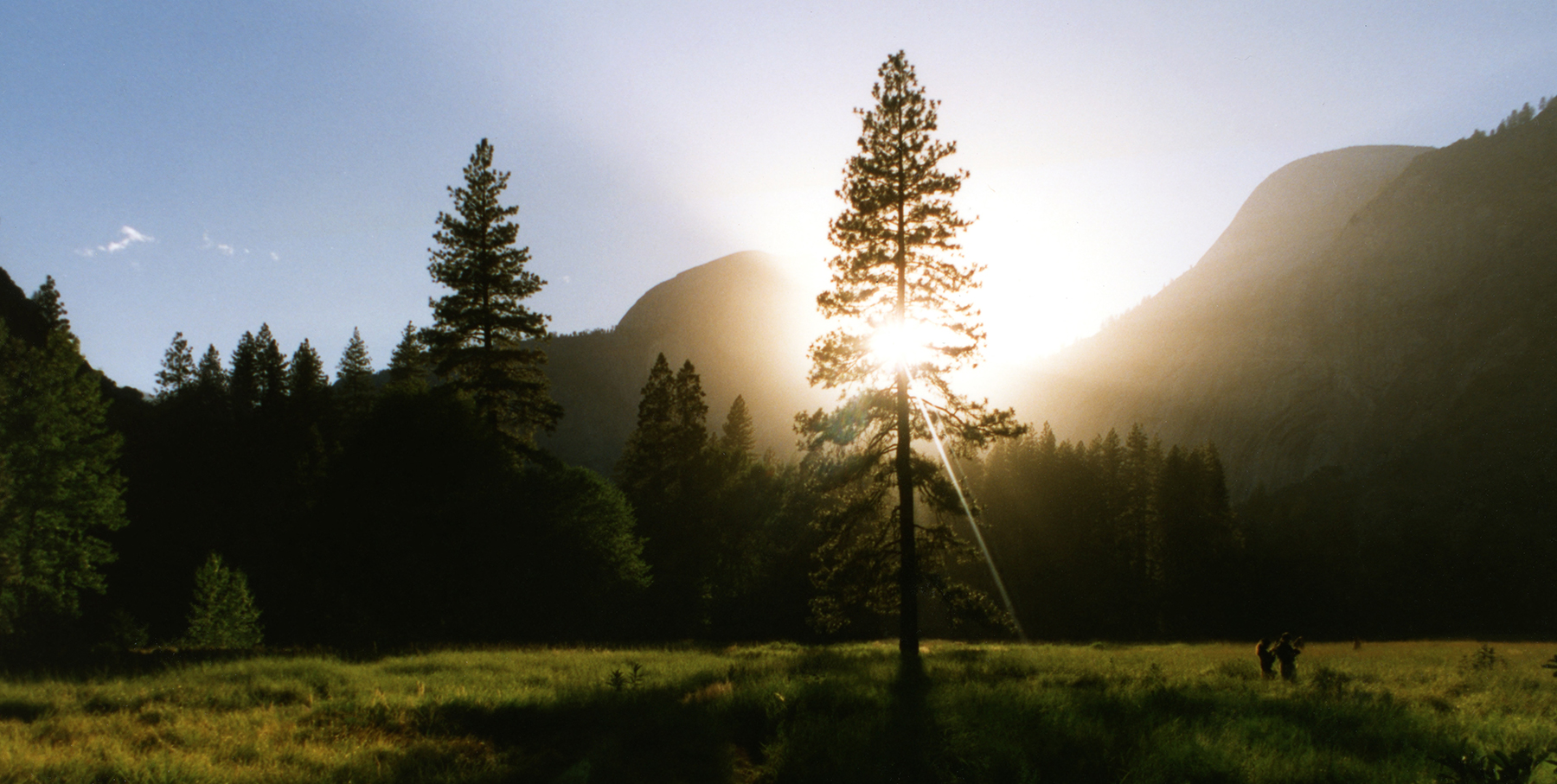 Sunlight filtering through a pine tree